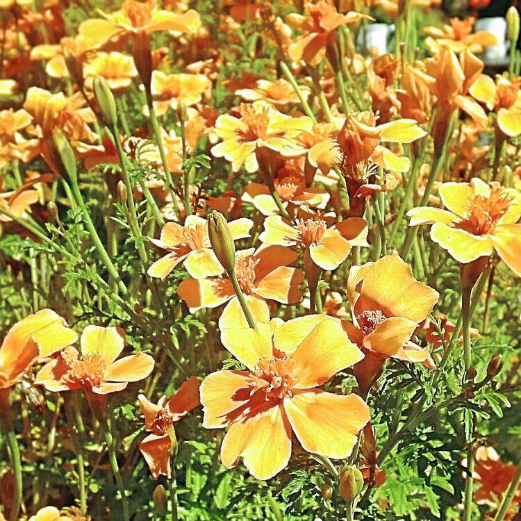 Plant image Tagetes tenuifolia 'Ornament'