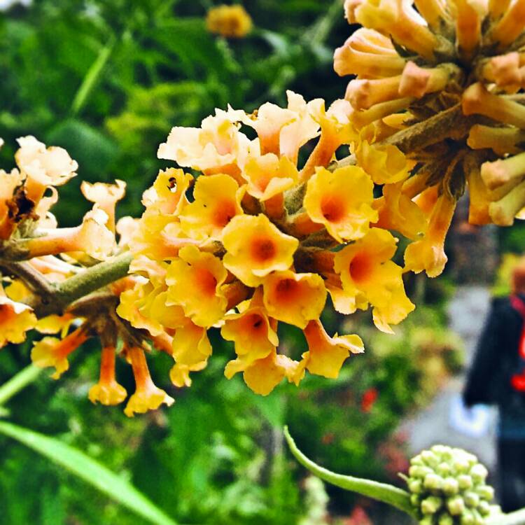 Plant image Buddleja x weyeriana 'Sungold'