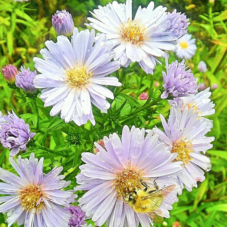 Plant image Aster novi-belgii 'Eventide'