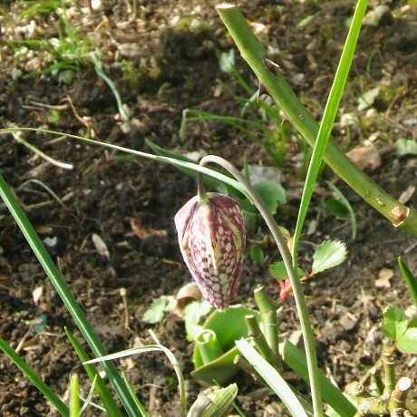 Fritillaria meleagris