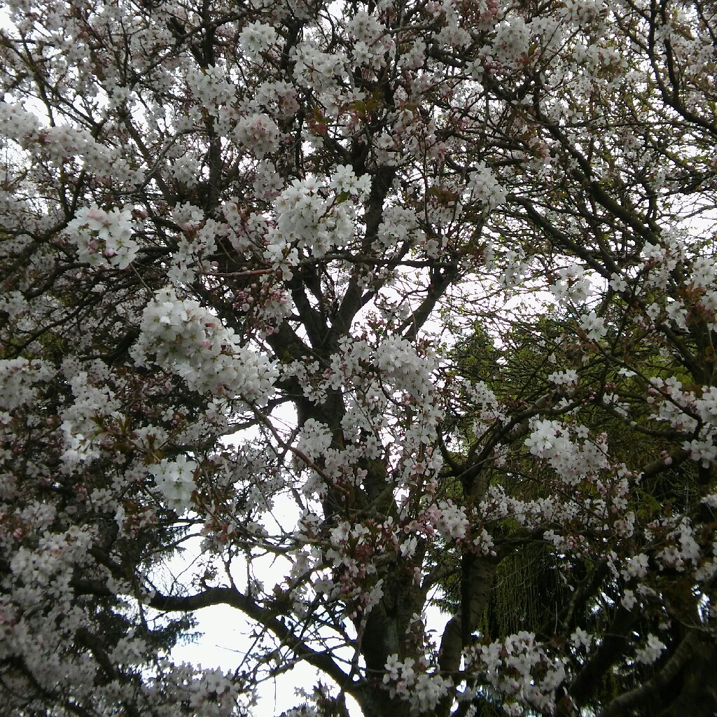 Plant image Prunus x amygdalopersica 'Spring Glow'