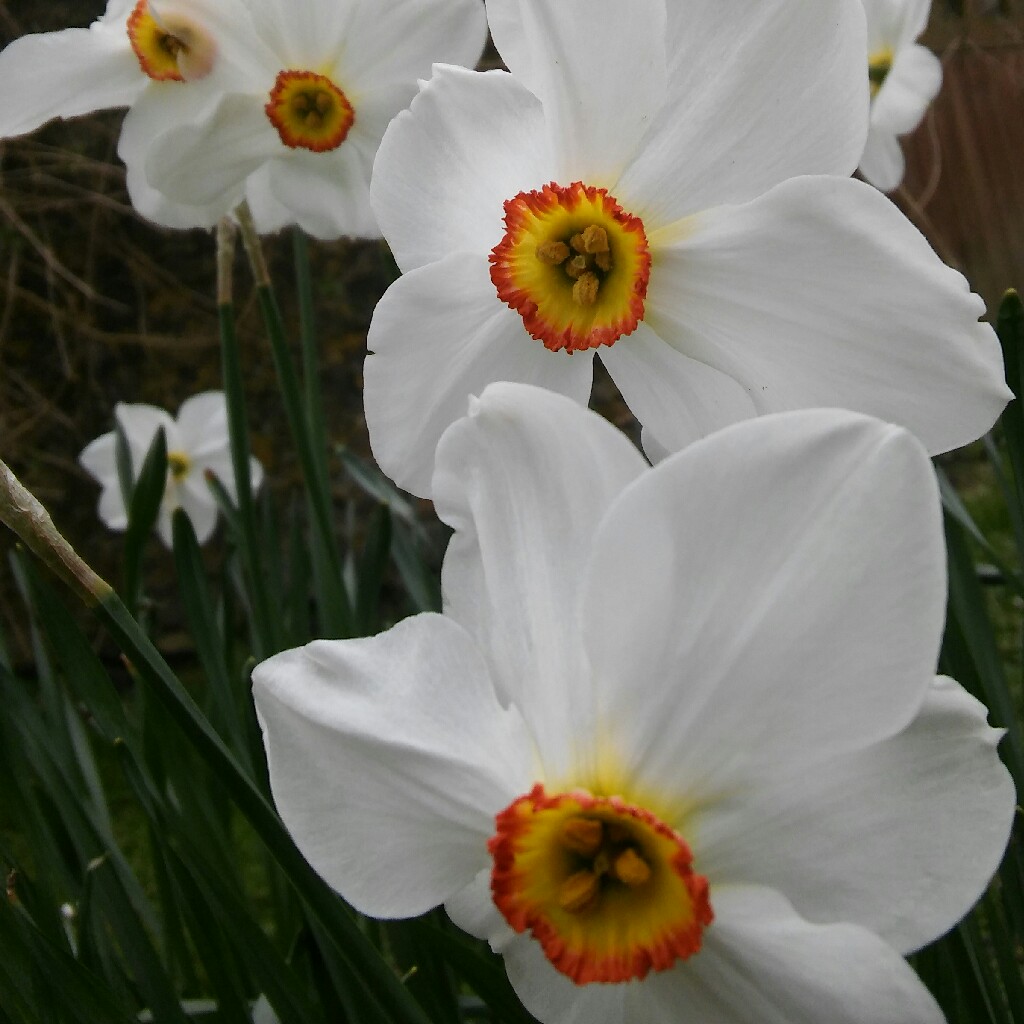 Plant image Narcissus italicus