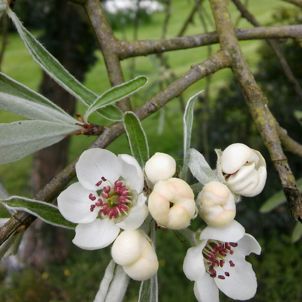 Plant image Pyrus salicifolia 'Pendula'