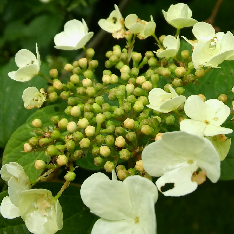 Plant image Viburnum trilobum