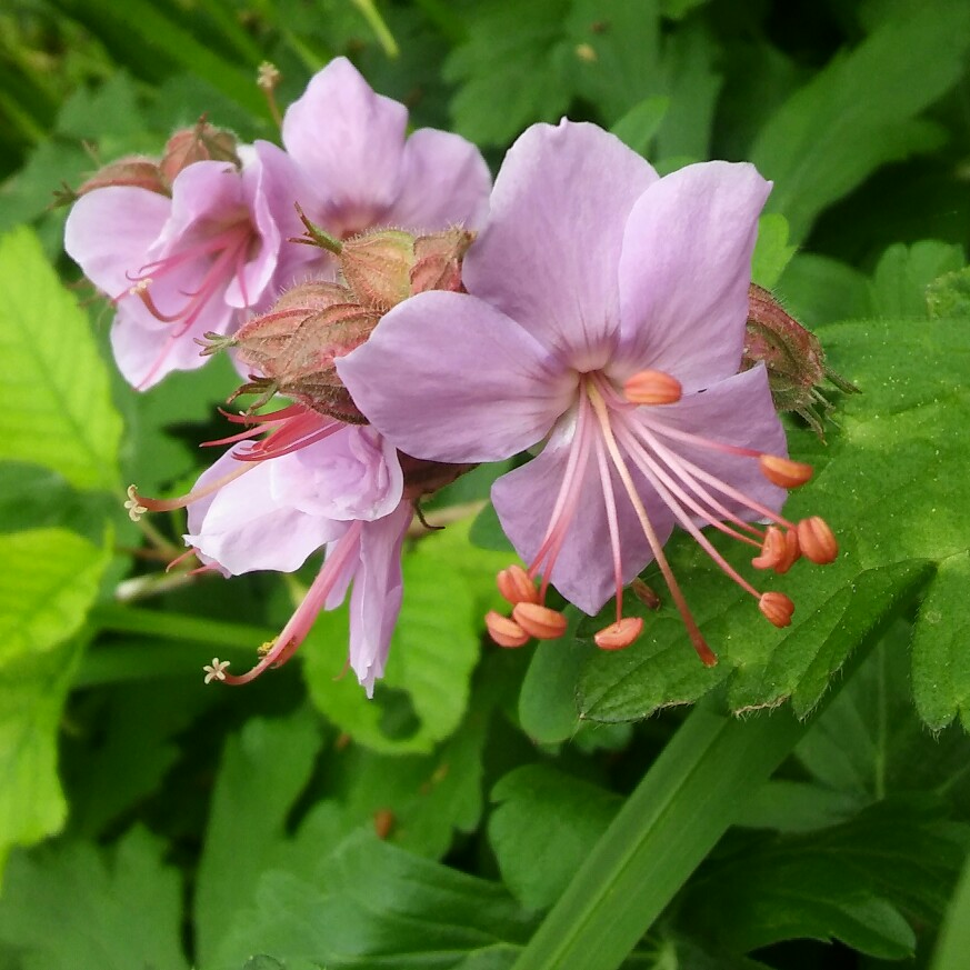 Plant image Geranium phaeum