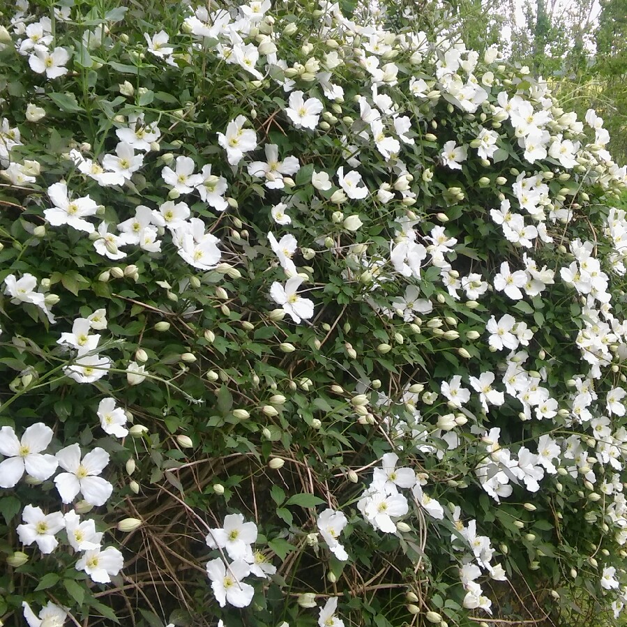 Plant image Clematis montana 'New Dawn'