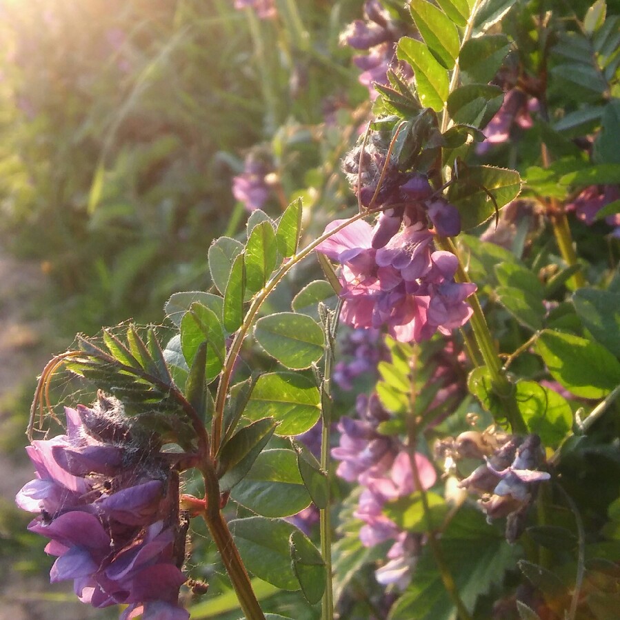 Plant image Vicia sativa syn. Vicia bacla ; Vicia communis ; Vicia glabra ; Vicia nemoralis