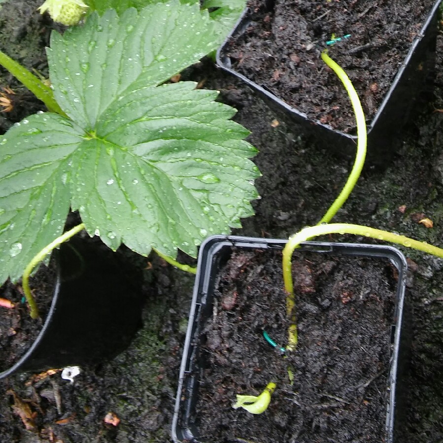 Plant image Fragaria x ananassa 'Frel' syn. Fragaria x ananassa 'Pink Panda'