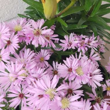 Tatarinow's aster