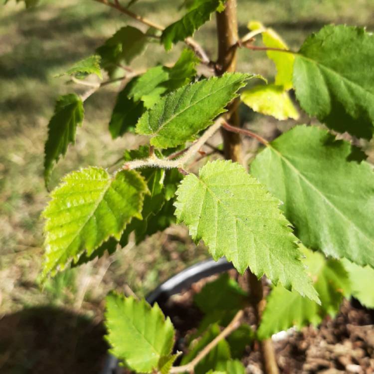 Plant image Betula papyrifera