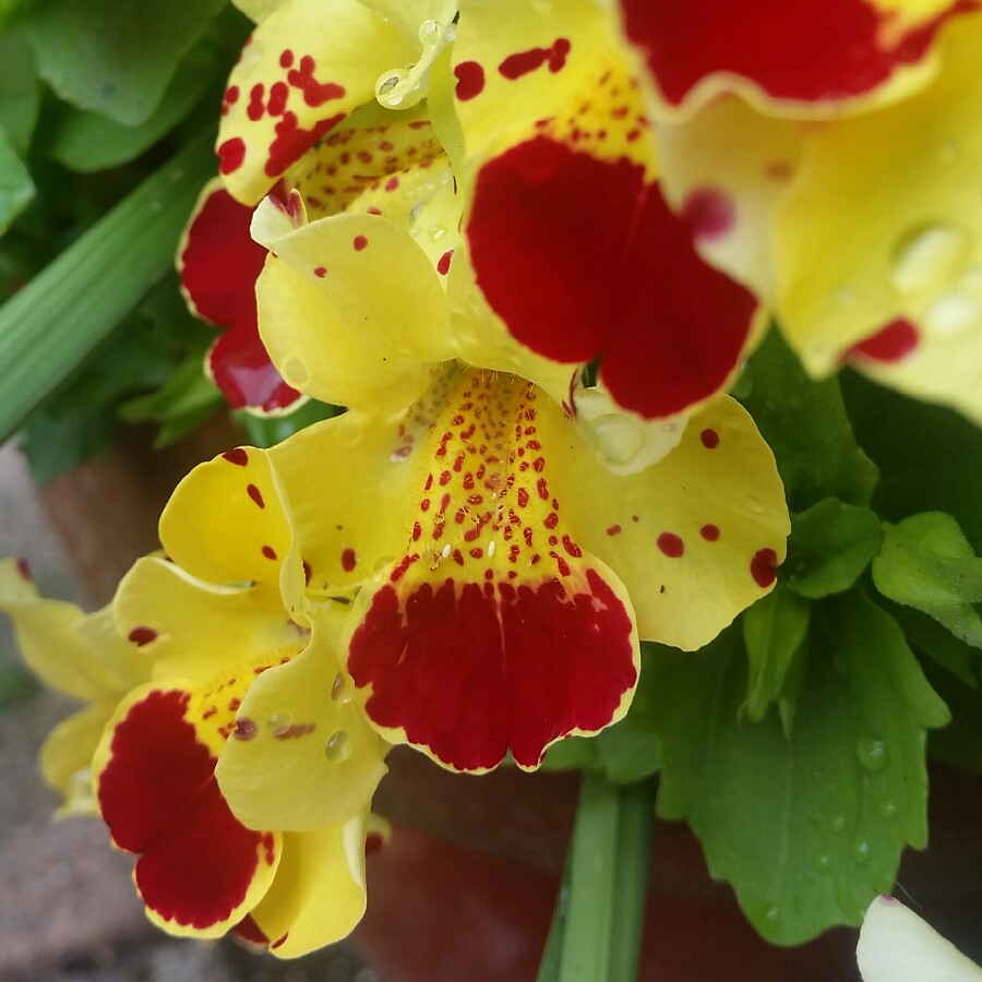 Plant image Mimulus luteus