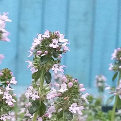 Plant image Thymus Citriodorus