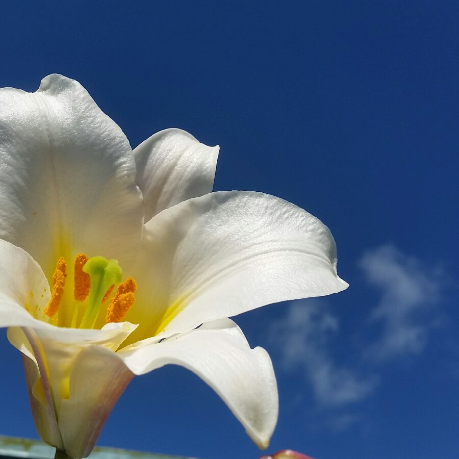 Lilium regale 'Album'