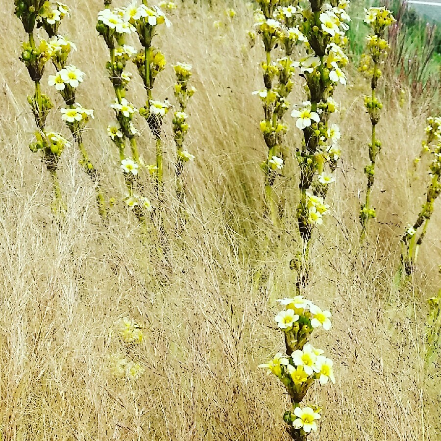 Plant image Lysimachia punctata