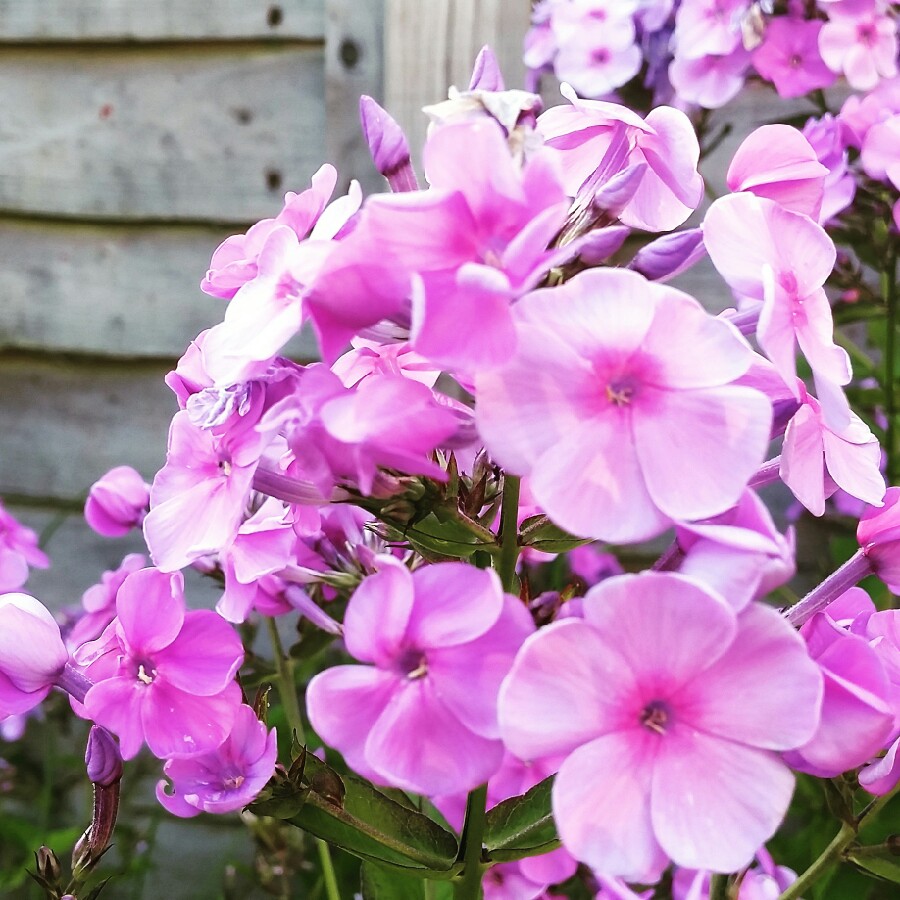 Phlox paniculata 'Purple Kiss'