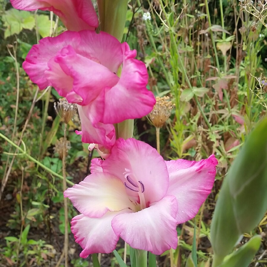 Gladiolus 'Priscilla'