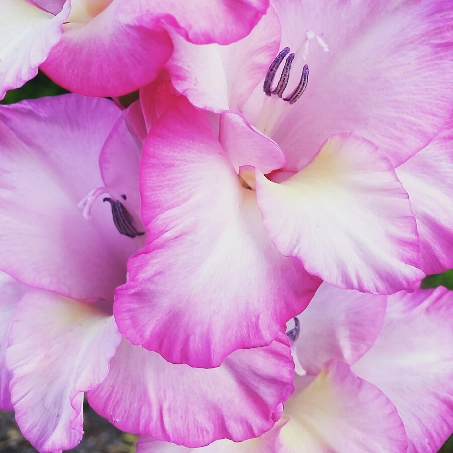 Gladiolus 'Priscilla'