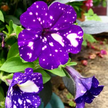 Petunia 'Kleph15313' syn. Petunia 'Night Sky', Petunia 'Headliner Night Sky'