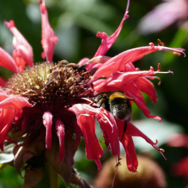 Plant image Monarda 'Gardenview Scarlet'