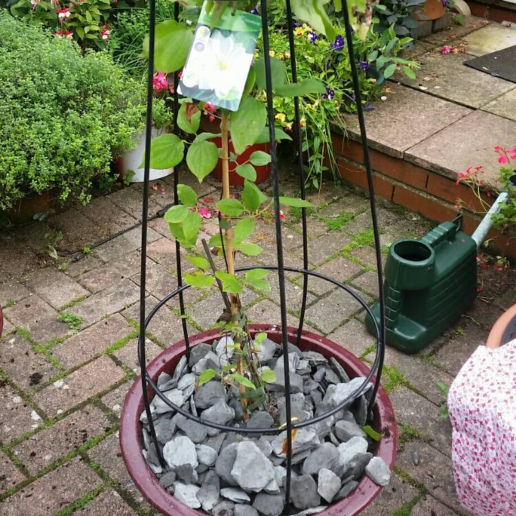 Plant image Clematis 'Duchess of Edinburgh'