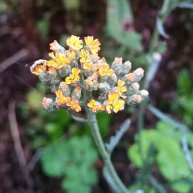 Achillea 'Terracotta'