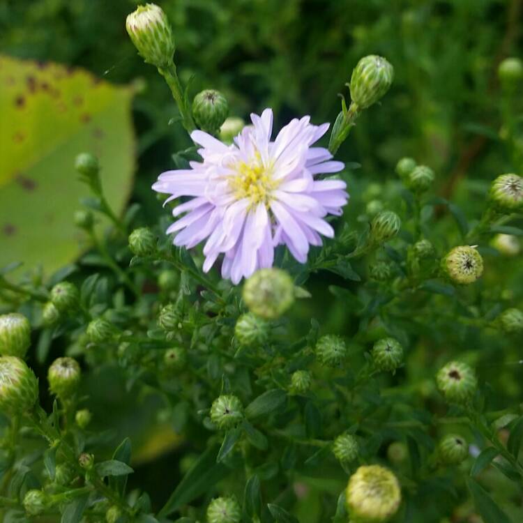 Plant image Aster alpinus 'Dunkle Shone' (Dark Beauty)