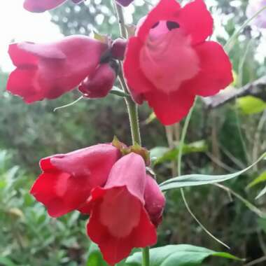 Penstemon x gloxiniodes 'Bell Tower Red'