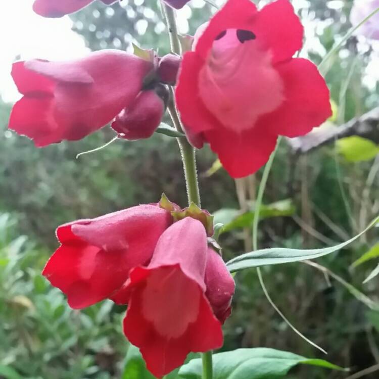 Plant image Penstemon x gloxiniodes 'Bell Tower Red'