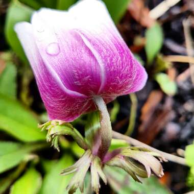 Anemone coronaria 'St Brigid' (Mix)