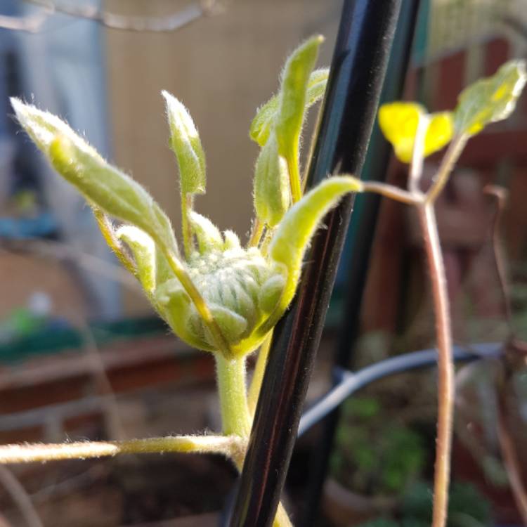 Plant image Clematis 'Duchess of Edinburgh'