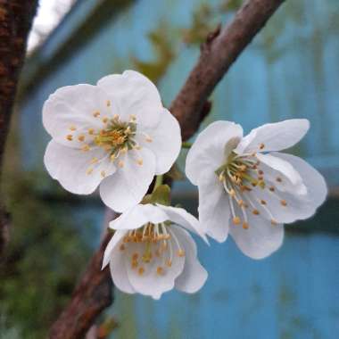 Prunus avium 'Stella'