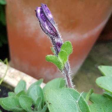 Petunia 'Kleph15313' syn. Petunia 'Night Sky', Petunia 'Headliner Night Sky'