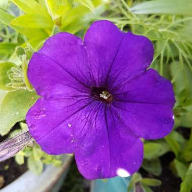 Petunia 'Kleph15313' syn. Petunia 'Night Sky', Petunia 'Headliner Night Sky'