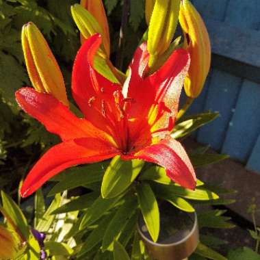 Lilium 'Orange Matrix' syn. Lilium 'Matrix Orange'