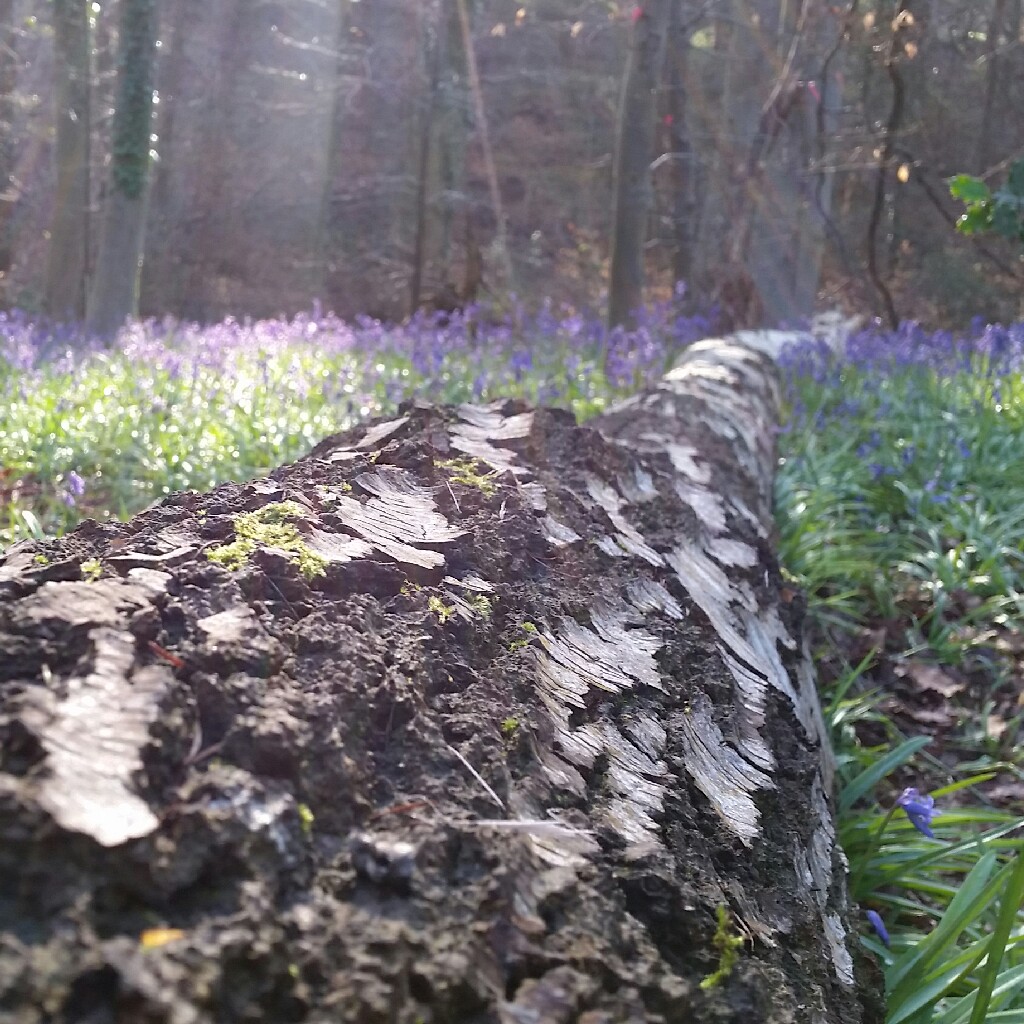 Hyacinthoides non-scripta