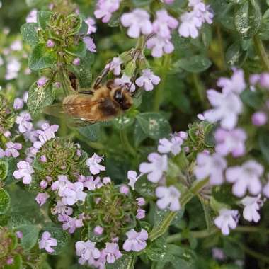 Thymus Citriodorus