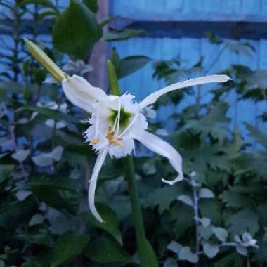 Hymenocallis festalis syn. ismene festalis