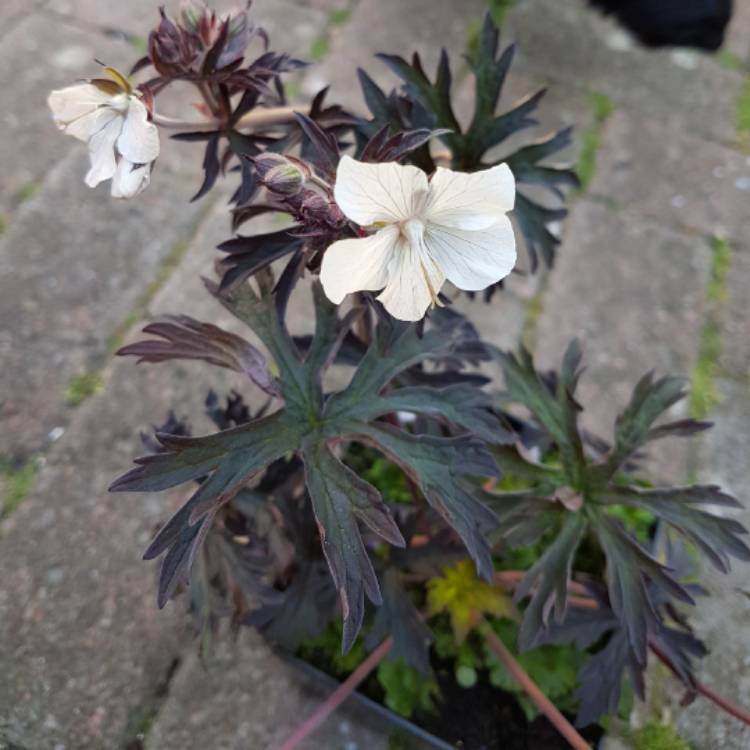 Plant image Geranium pratense 'Purple Ghost'