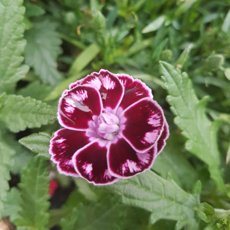 Plant image Dianthus Sunflor® 'Charmy'