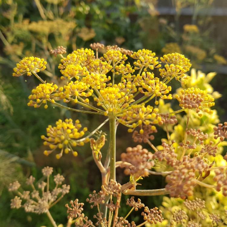 Plant image Foeniculum vulgare 'Giant Bronze' syn. Ferula 'Giant Bronze', Ferula communis 'Giant Bronze'