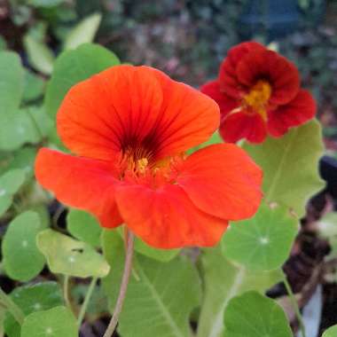 Tropaeolum Majus 'Whirlybird Orange'