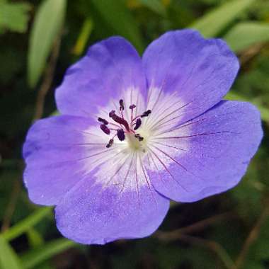 Geranium 'Gerwat' syn. Geranium 'Rozanne'