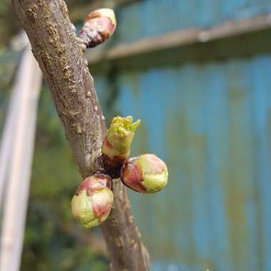 Prunus avium 'Stella'