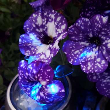 Petunia 'Kleph15313' syn. Petunia 'Night Sky', Petunia 'Headliner Night Sky'