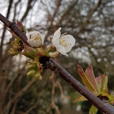 Prunus avium 'Stella'