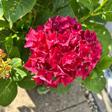 Hydrangea 'Altona'