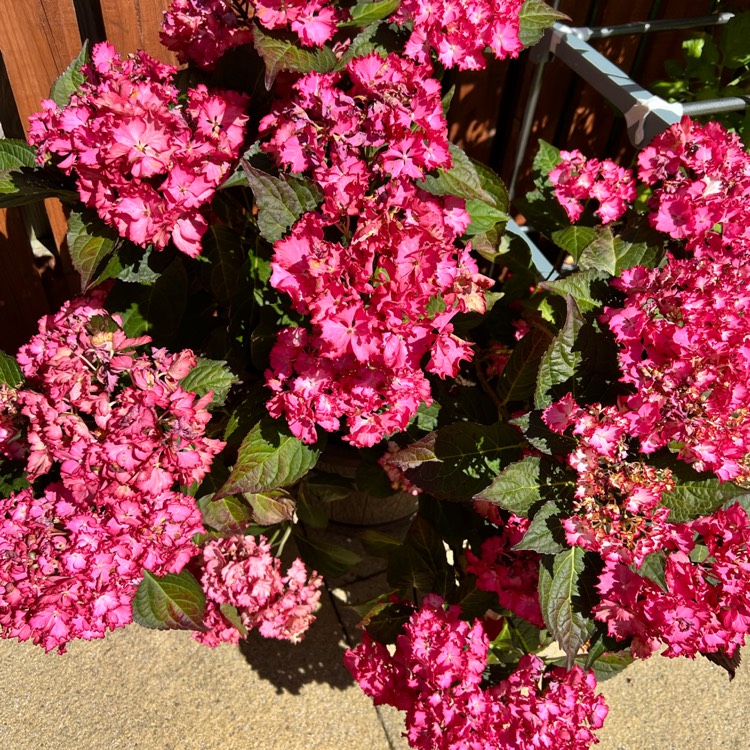 Plant image Hydrangea macrophylla 'Curly Wurly Pink'