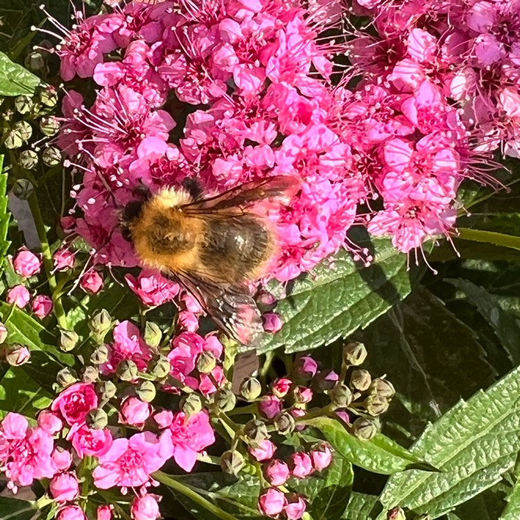 Plant image Spiraea japonica 'Shirobana'