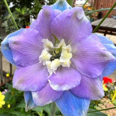 Blue Dawn Delphinium