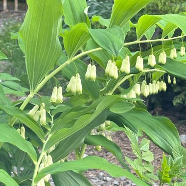 Solomon's seal